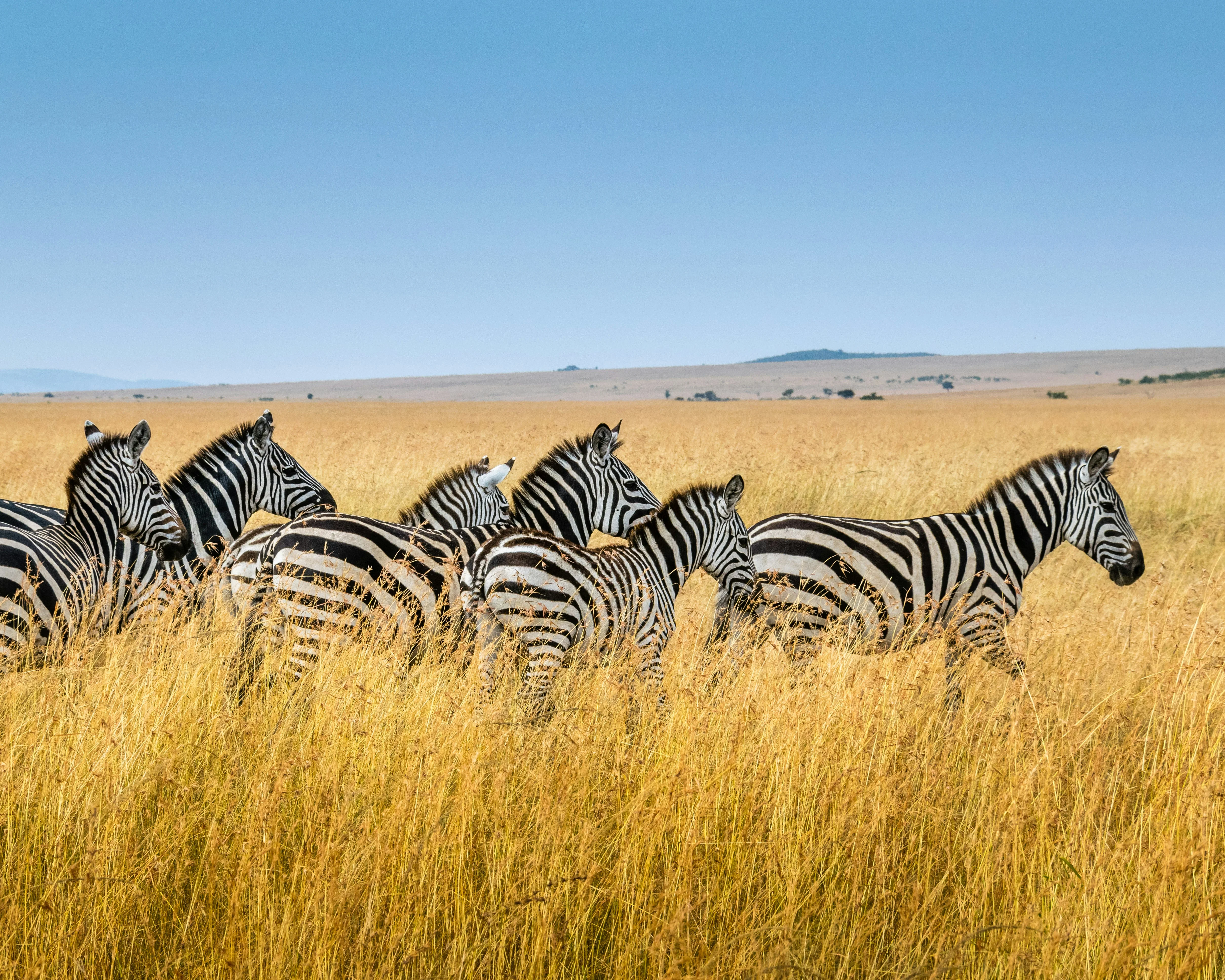 Fauna CTA Image